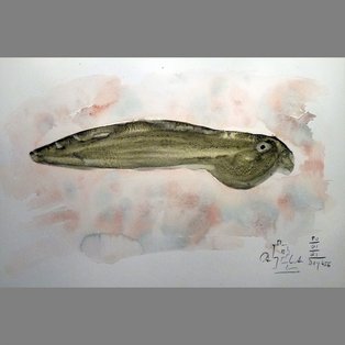 Tadpole